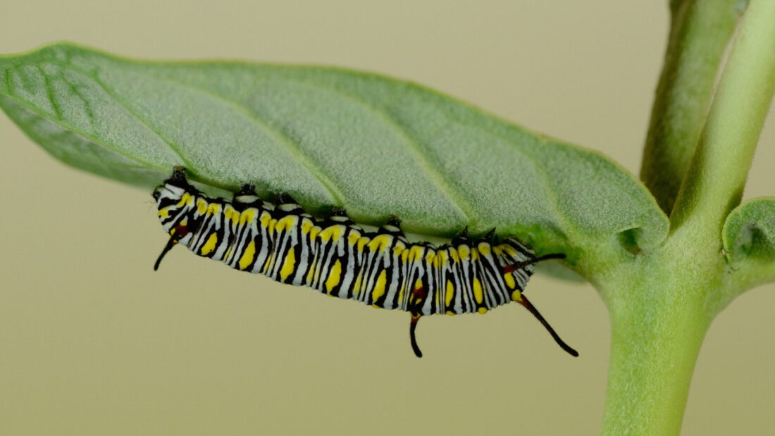chenille monarque Asclépiade commune monarch caterpillar Common milkweed Coop Monark