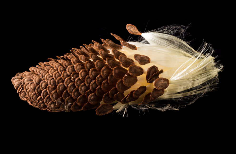 Fibres et semences d'Asclépiade commune Common milkweed fibers and seeds Coop Monark