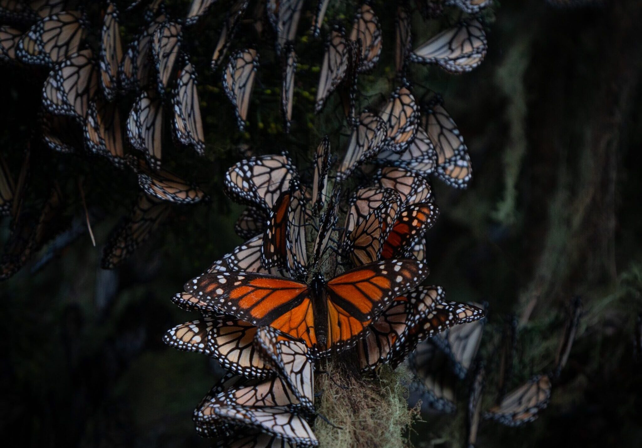 Papillons monarque communauté Monarch butterflies communityCoop Monark