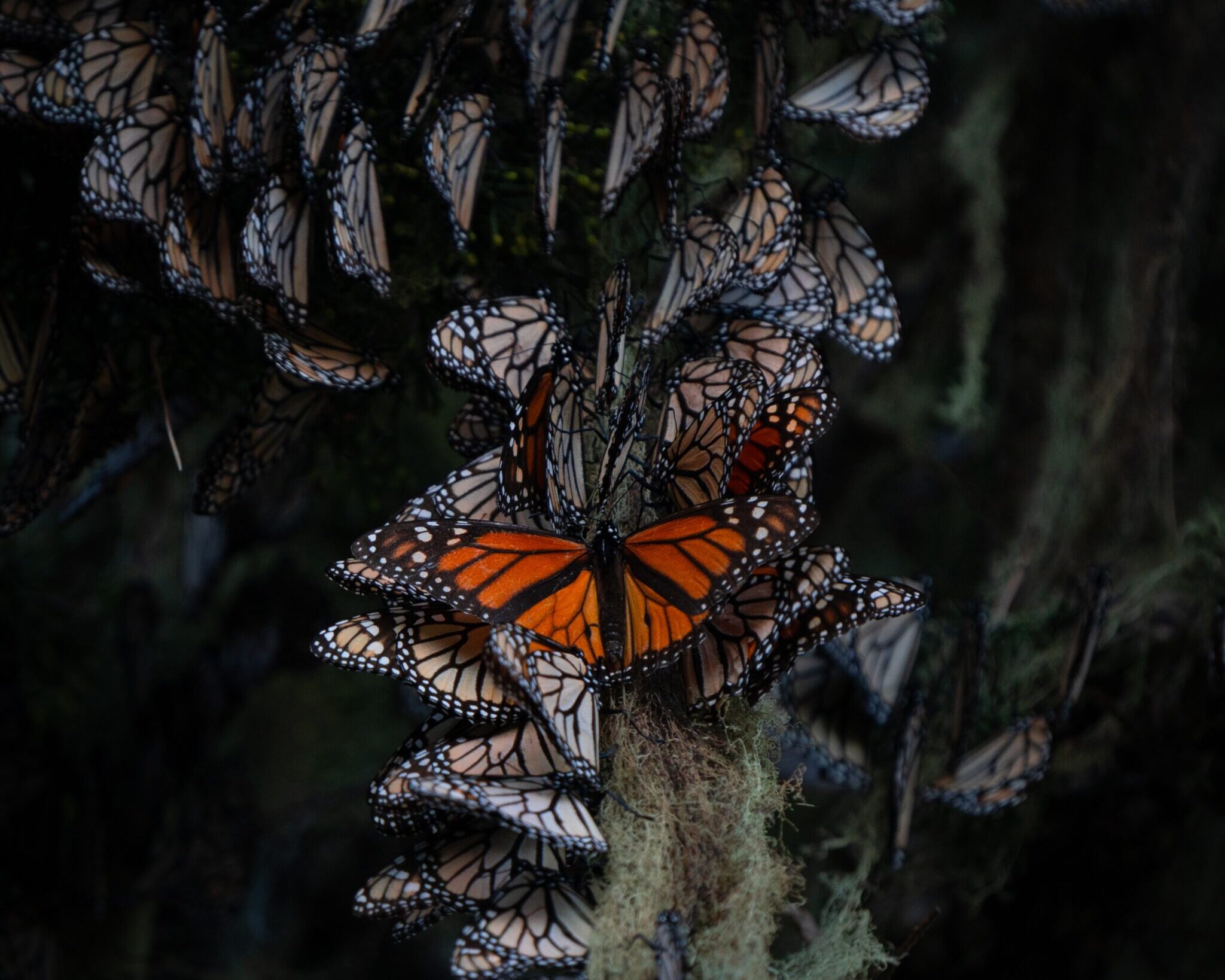 Papillons monarque communauté Monarch Butterflies Community Coop Monark