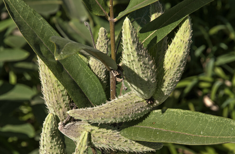 Follicules d'asclépiade commune Common milkweed follicles Coop Monark