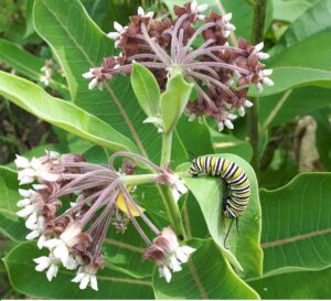 Chenille papillon monarque Coopérative Monark