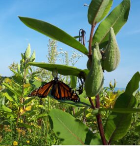 Naissance papillon monarque Coopérative Monark